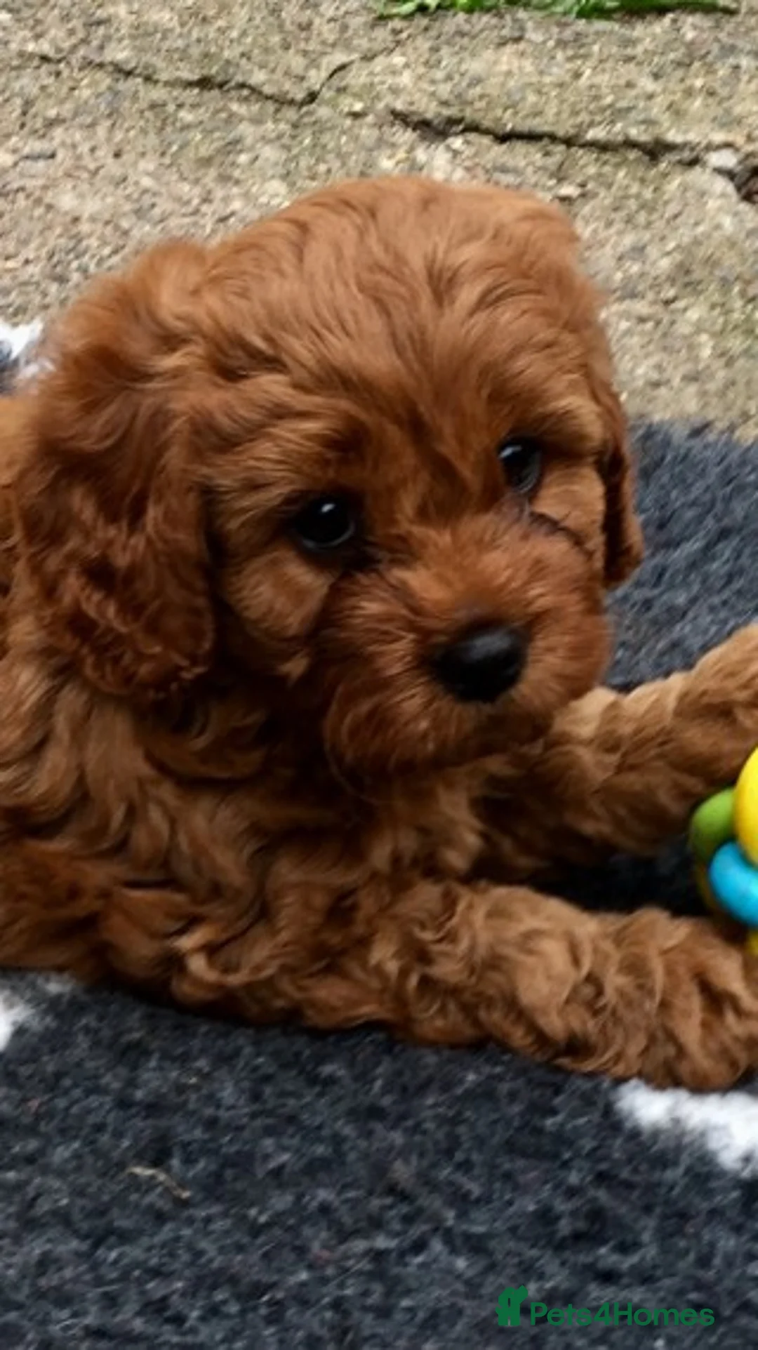 Miniature Poodle dogs for stud: Extensively Health Tested Deep Red Mini Poodle in Mansfield - Advert 10