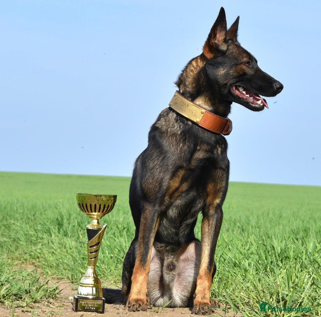 Belgian Shepherd Dog dogs Exclusive bloodlines  - Advert 1