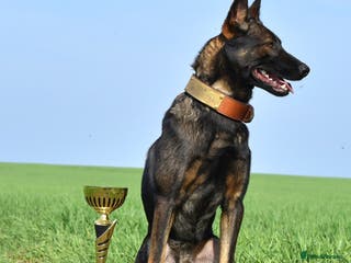 Belgian Shepherd Dog dogs Exclusive bloodlines - Advert 1