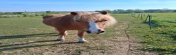Welsh Section A horses for sale: Welsh section A  - Advert 1