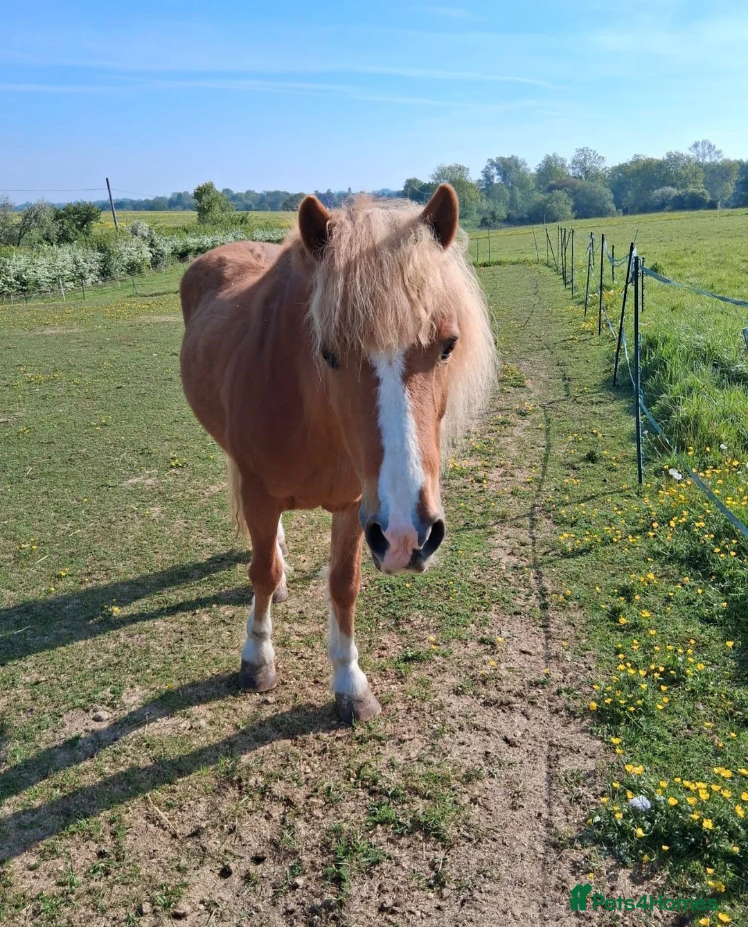 Welsh Section A horses for sale: Welsh section A  - Advert 1