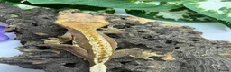 Gecko reptiles for sale: Crested Gecko Collection for sale  - Advert 14