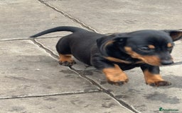 Miniature Dachshund dogs for sale: Mini dachshund smooth 1 choc&tan boy available  - Image 36