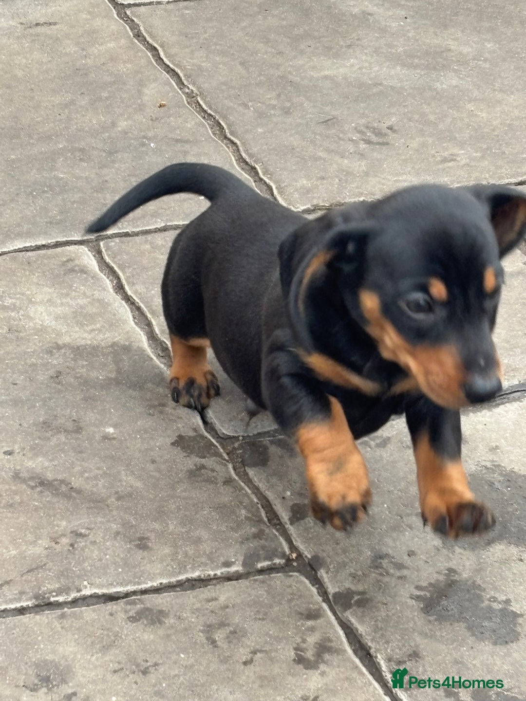 Miniature Dachshund dogs for sale: Mini dachshund smooth 1 choc&tan boy available  - Image 36