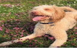 Labradoodle dogs for sale: Beautiful Labradoodle boy - Image 2