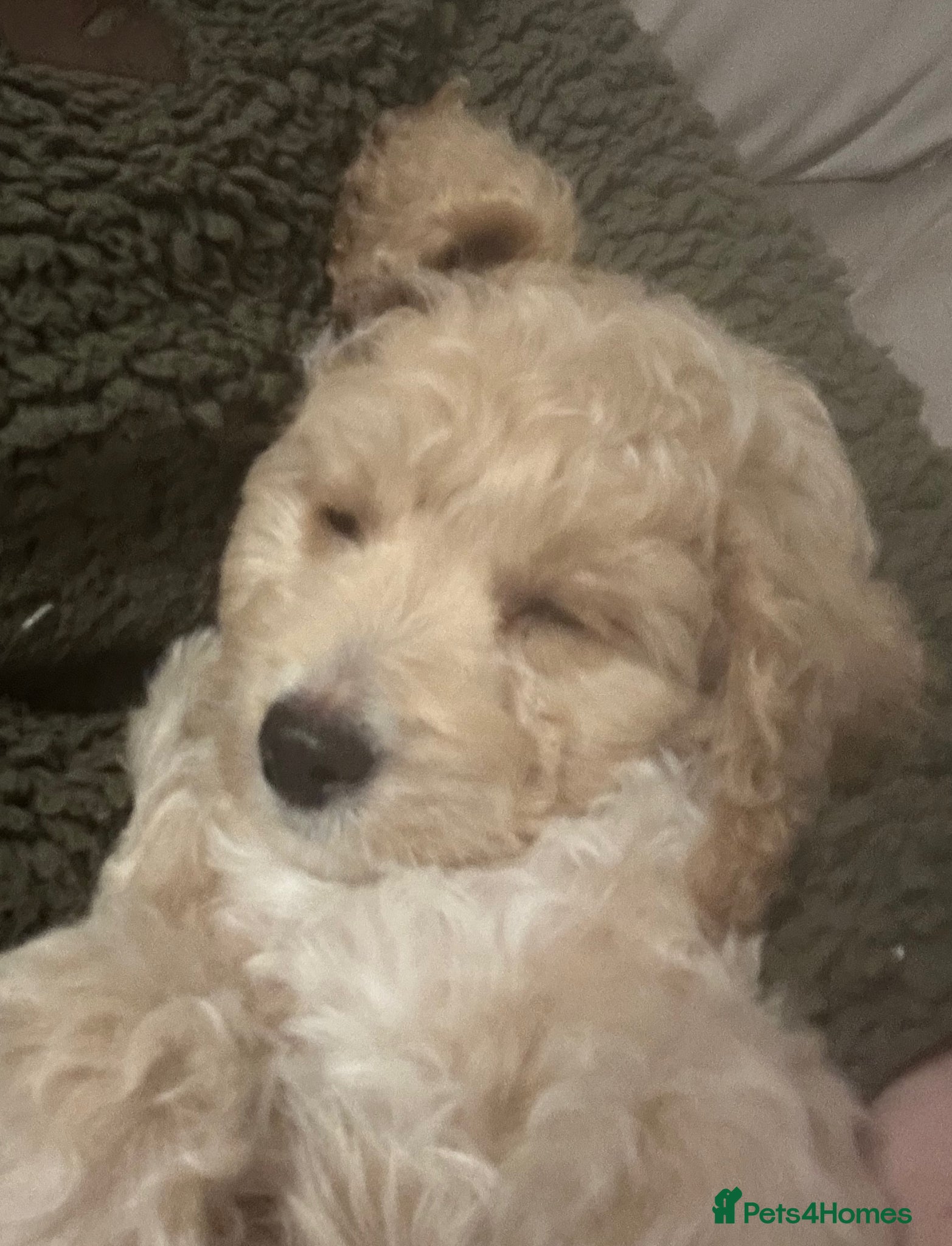 Cockapoo dogs F1 2 boys  - Advert 4