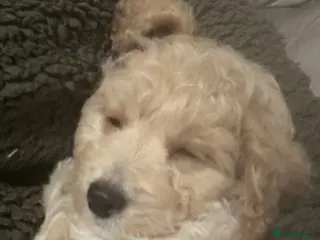 Cockapoo dogs F1 2 boys - Advert 4