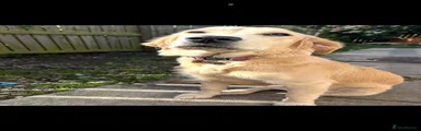 Golden Retriever 1