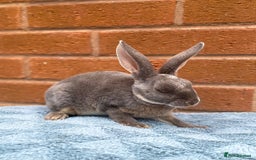 Rex rabbits for sale: Female & male mini rex rabbit kits VIENNA - Image 19