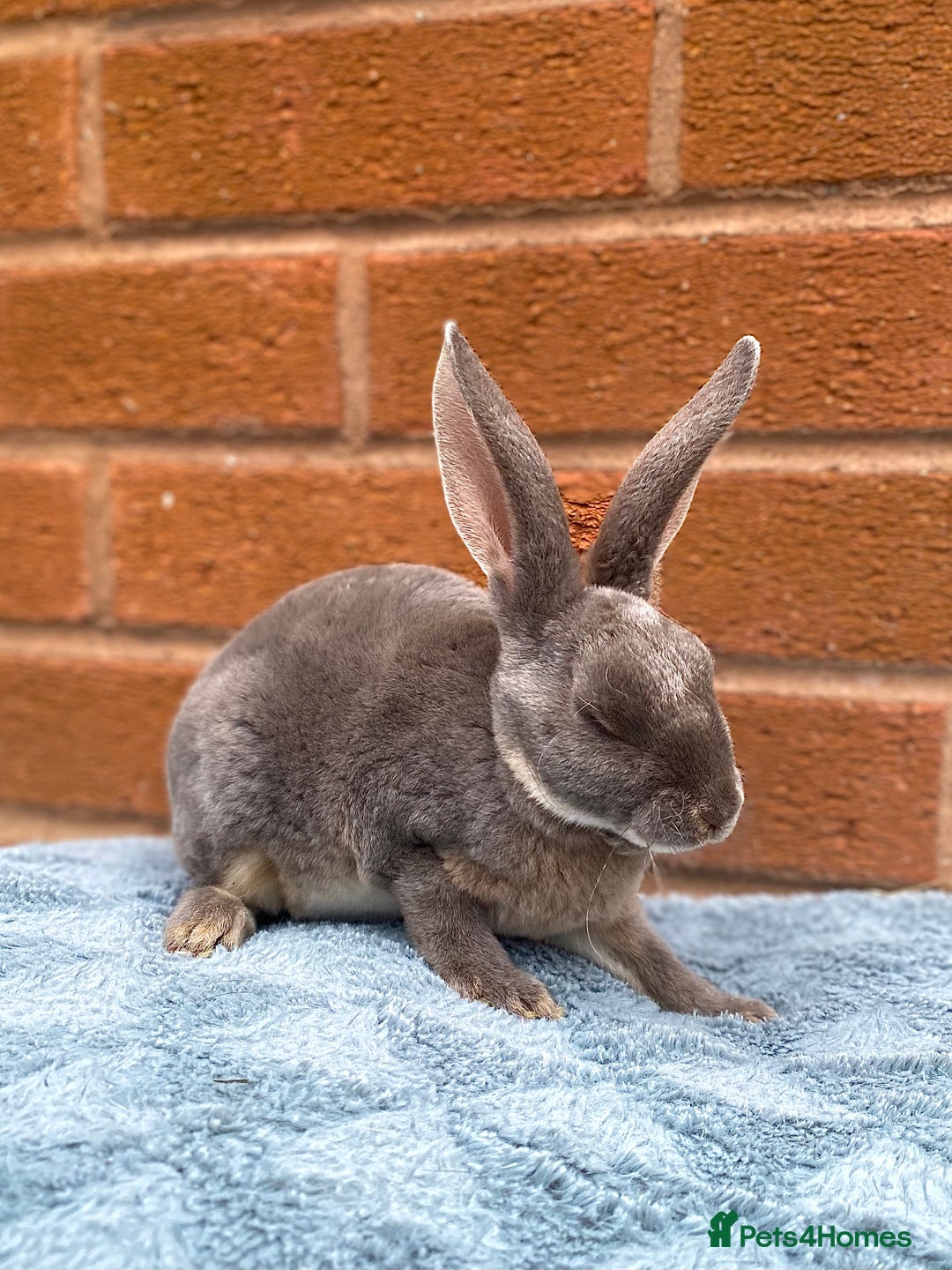 Rex rabbits for sale: Female & male mini rex rabbit kits VIENNA - Image 19