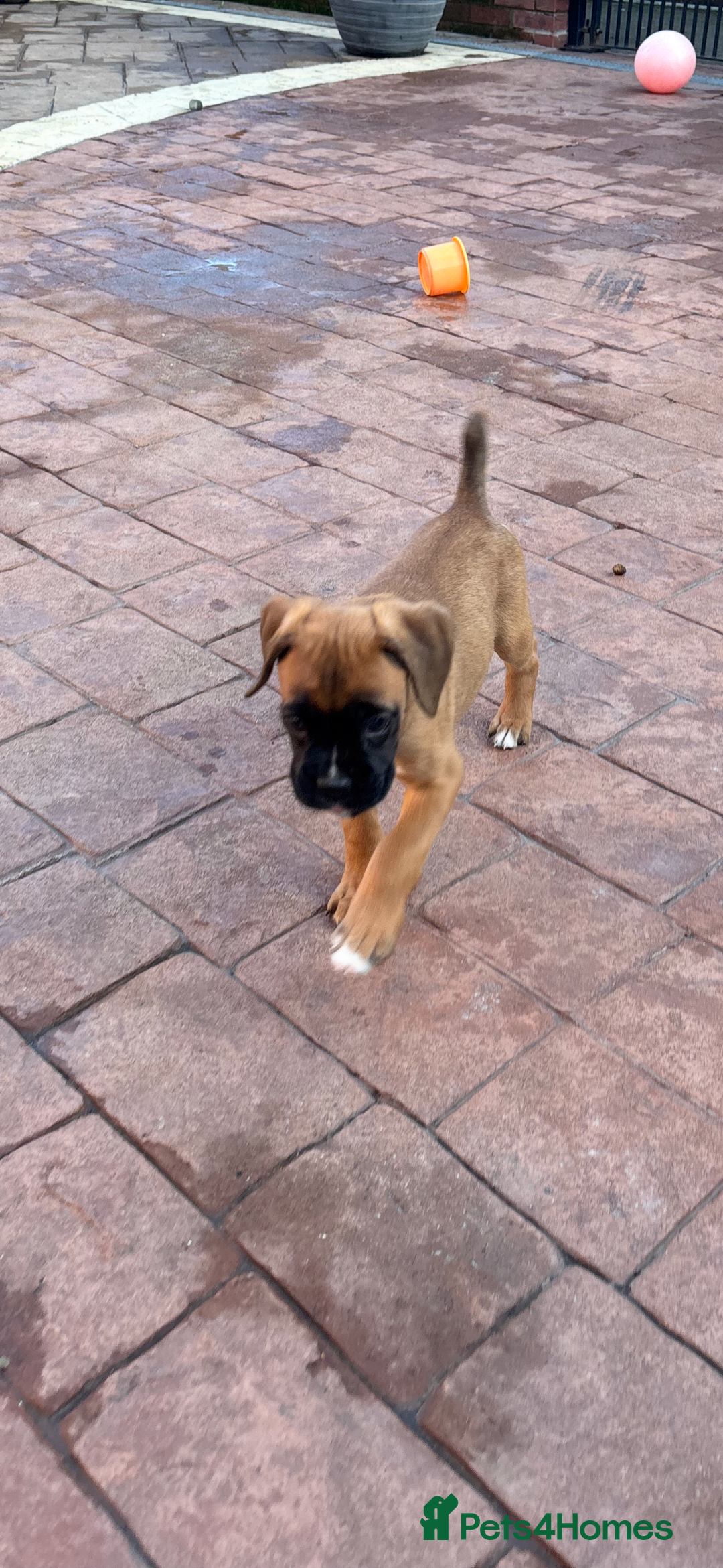 Boxer dogs for sale: Boxer pups  - Advert 14