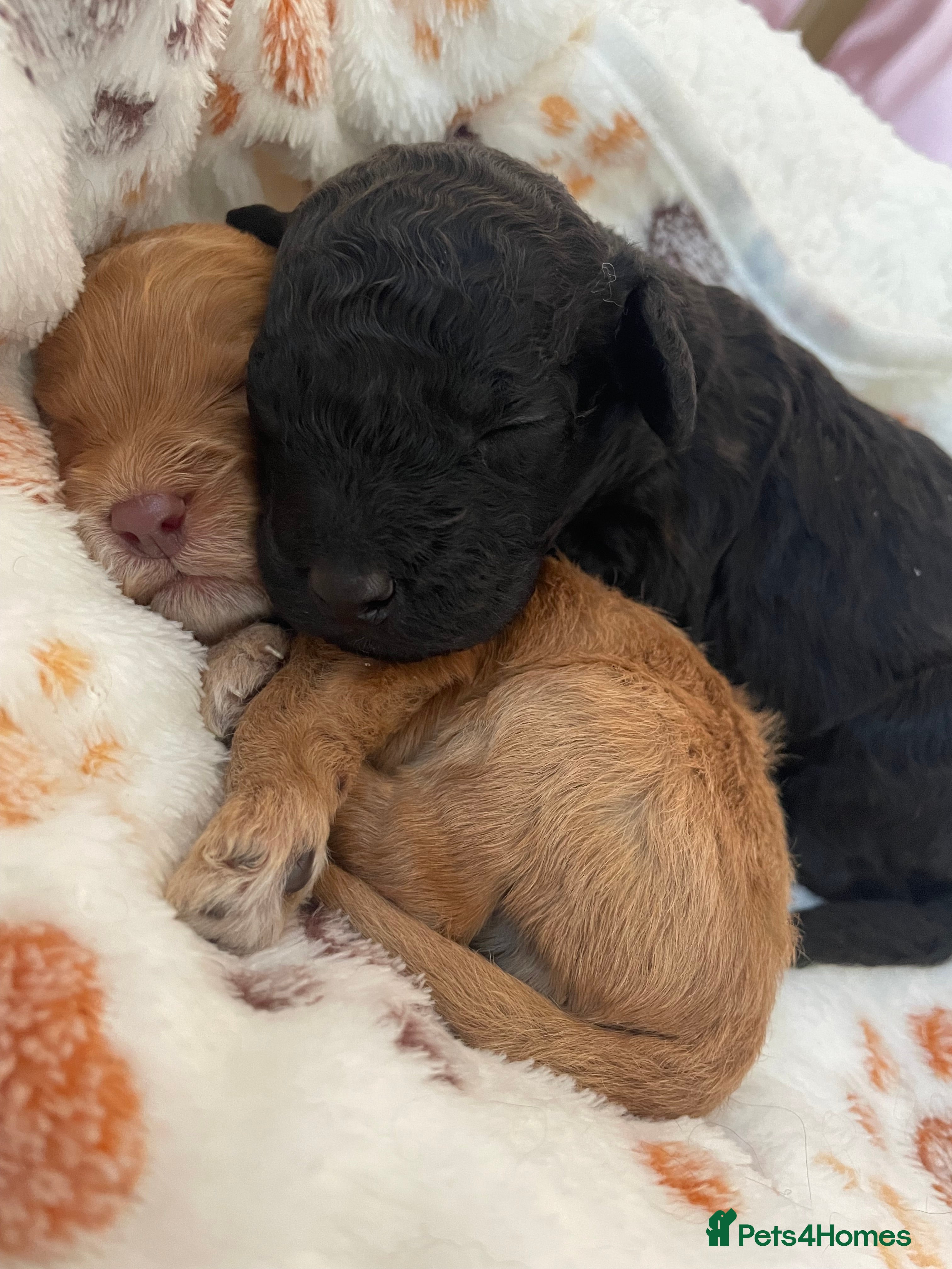 Cockapoo dogs Adorable Cockapoos For Forever Homes - Advert 7