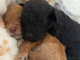 Cockapoo dogs Adorable Cockapoos For Forever Homes - Advert 12