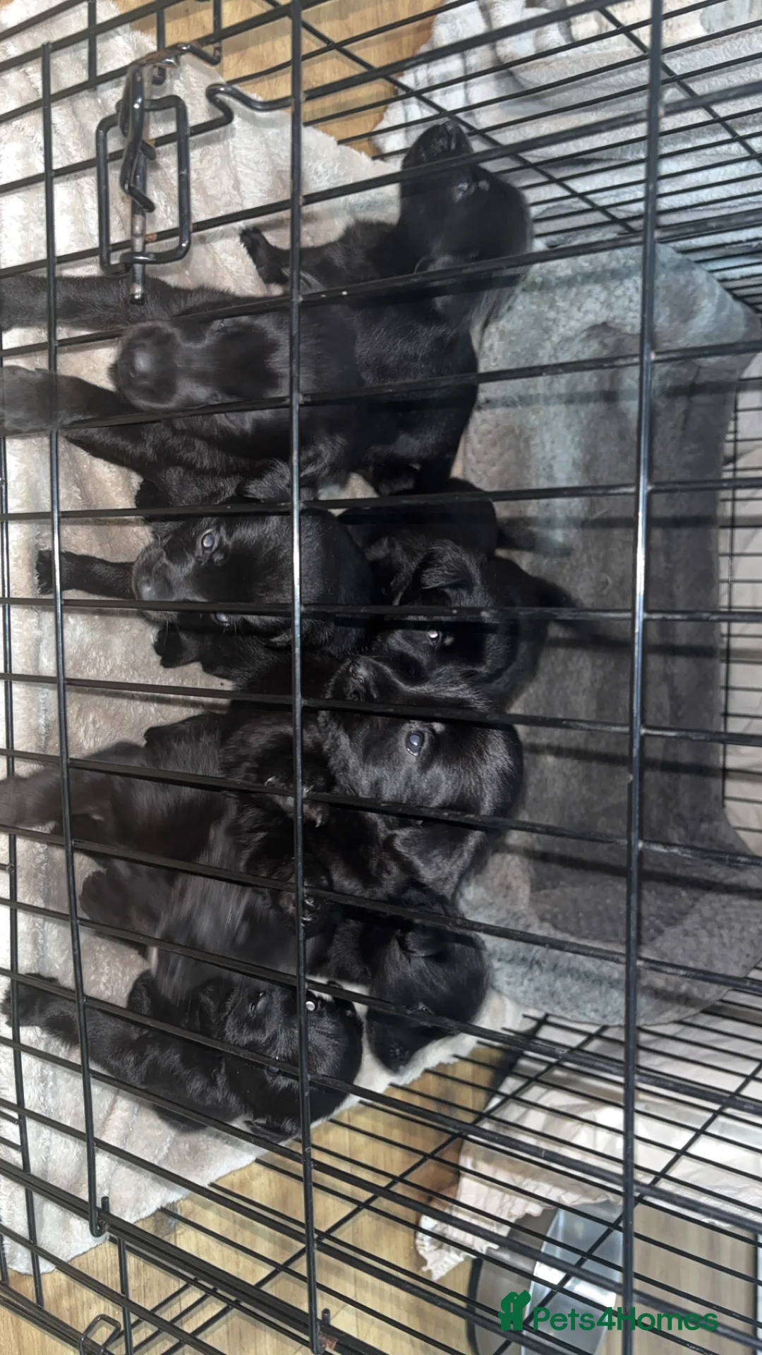 Mixed Breed dogs for sale: 9 gorgeous german shepherd cross cockapoo puppies  - Advert 12