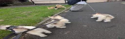 Alaskan Malamute dogs for sale: KC Registered Alaskan Malamute pups - Advert 5