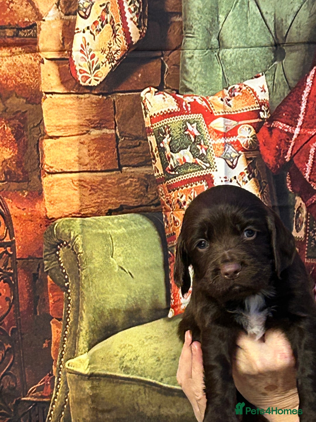 Sprocker dogs for sale: F1 Sprocker pups - Advert 3