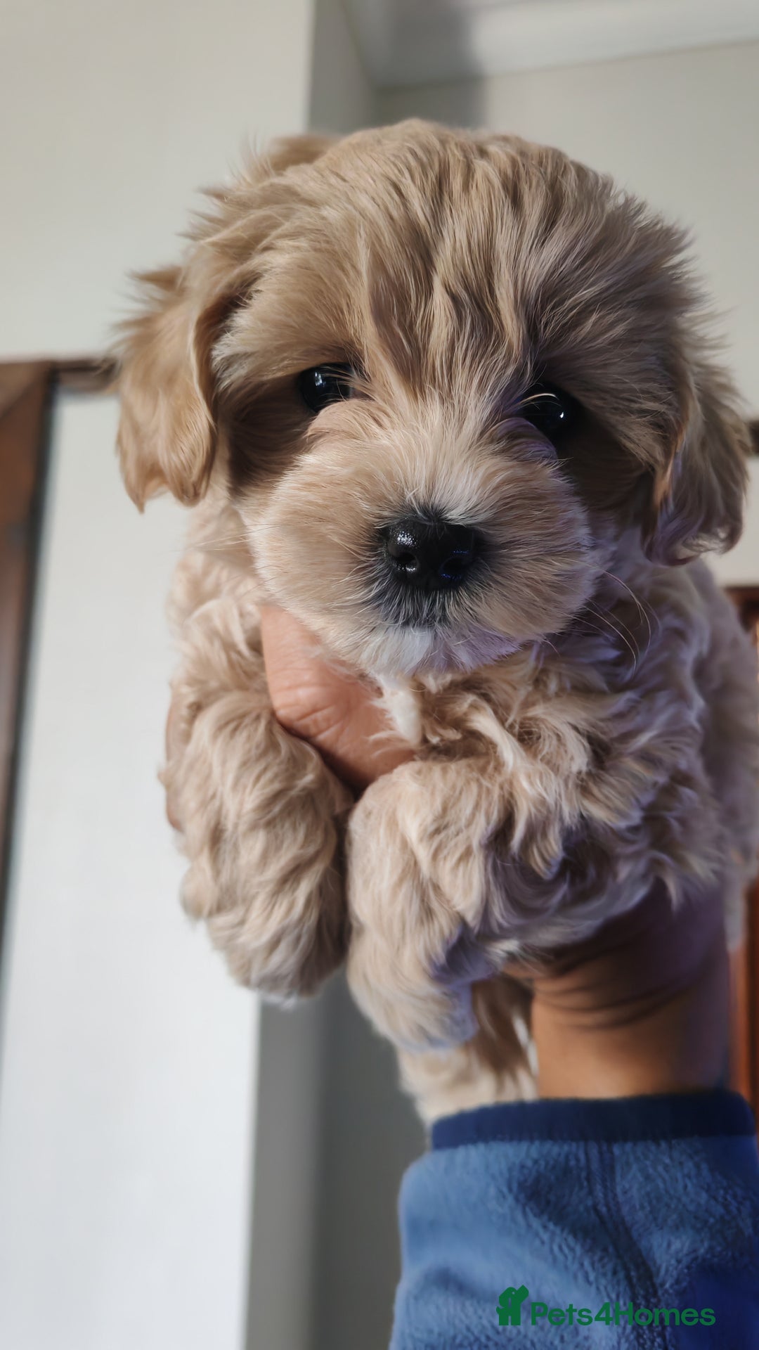 Maltipoo dogs for sale: Stunning Maltipoo Puppies - Image 8