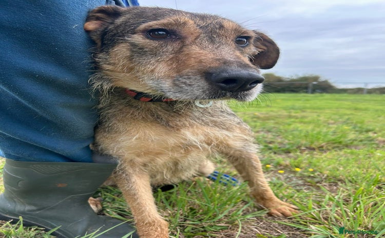 Mixed Breed dogs - Advert 12