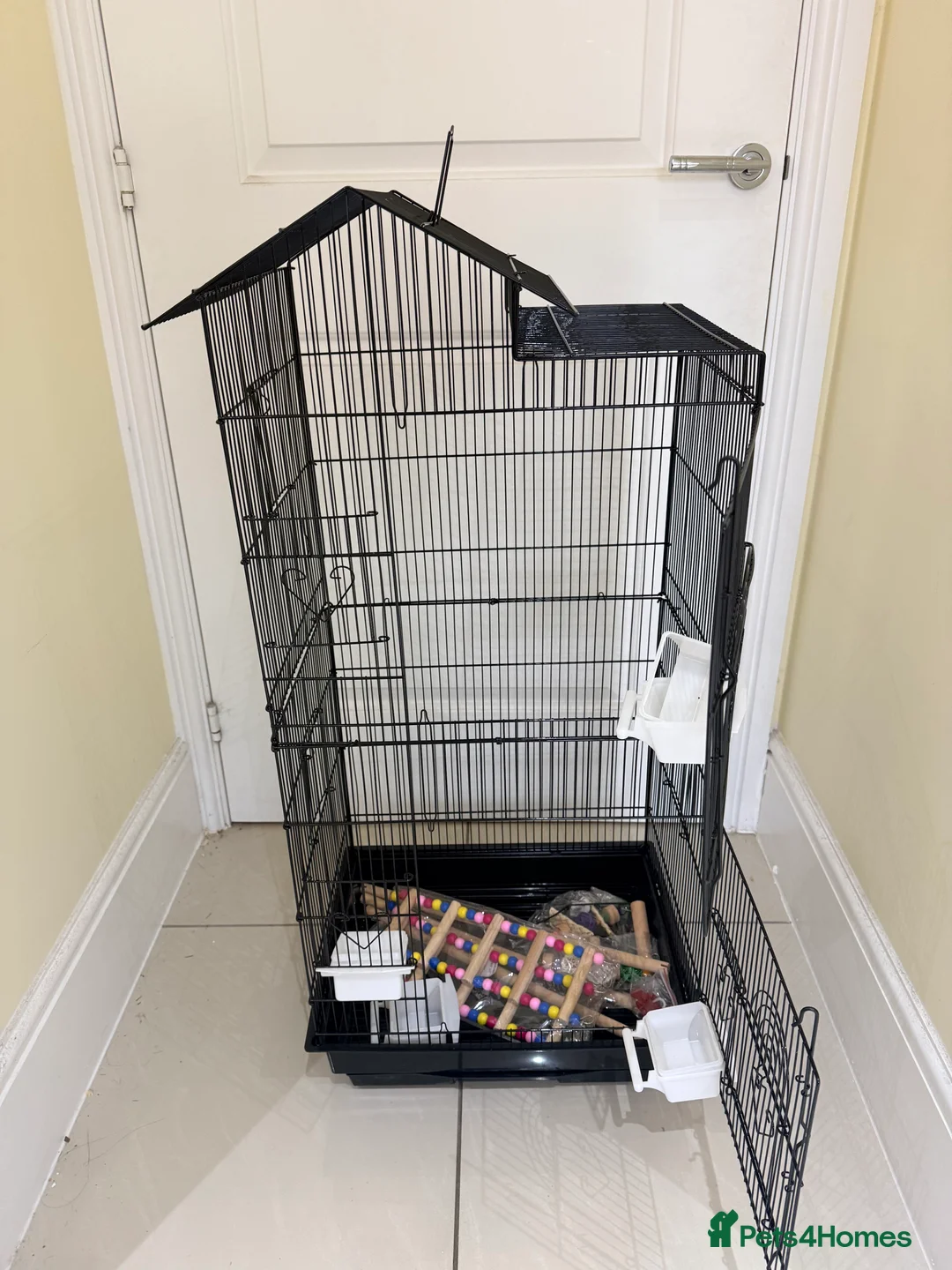 Lovebirds birds for sale: BEAUTIFUL BABY LOVEBIRDS. TWO AVAILABLE TO CHOOSE  - Advert 9