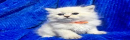 Siberian cats for sale: 💎💎GCCF Siberian Neva Masquerade Kittens💎💎 - Advert 4