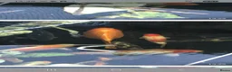 Koi Carp fish for sale: 20 Koi Carp with filter systems included. - Advert 11