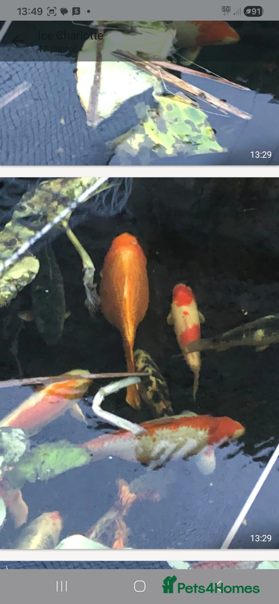 Koi Carp fish for sale: 20 Koi Carp with filter systems included. - Advert 11