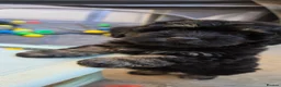 Mixed Breed dogs for sale: Cockapoo x Lhasa Apso Teddy Bear Puppies Ready Now - Advert 13