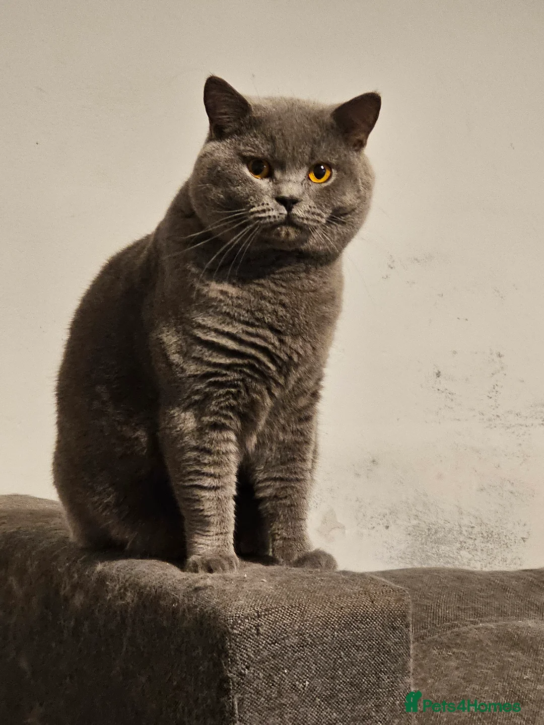British Shorthair cats for stud: British short hair Bud the stud in London - Advert 8