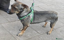 Mixed Breed dogs for adoption: 💖🐶 MALVA 🐶💖 - Image 6