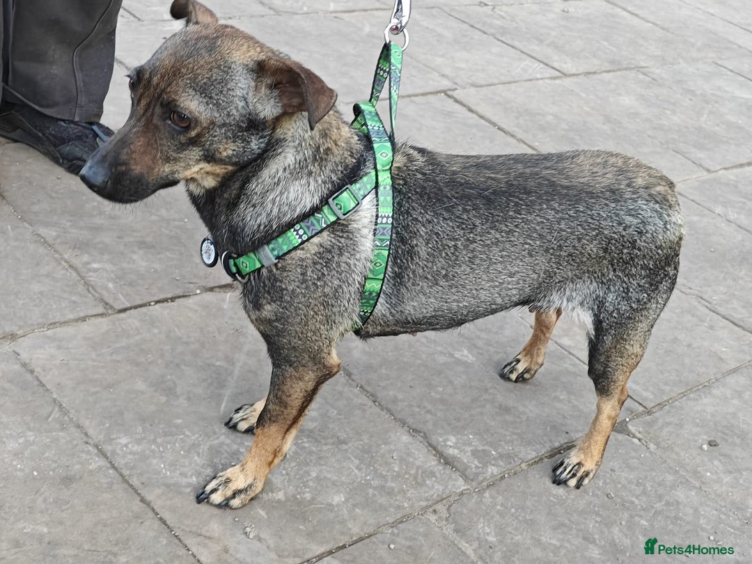 Mixed Breed dogs for adoption: 💖🐶 MALVA 🐶💖 - Image 6