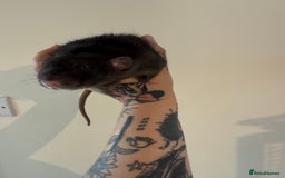 Rat rodents for sale: 3 male rats and massive amount of accessories  - Image 22