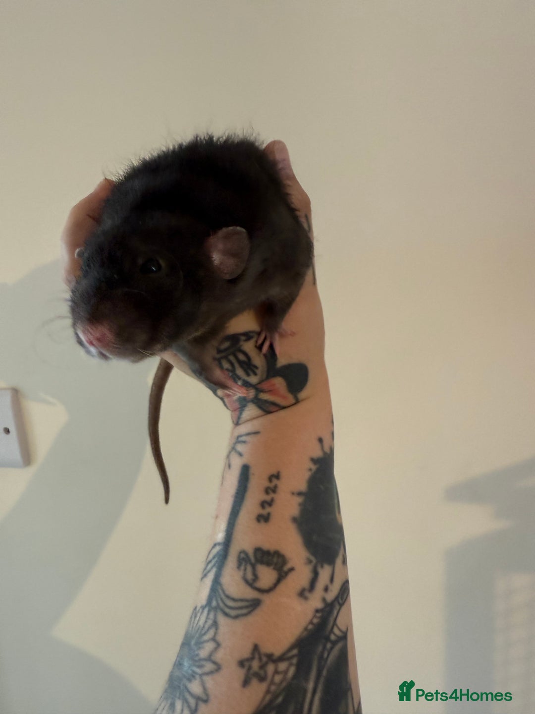Rat rodents for sale: 3 male rats and massive amount of accessories  - Image 22