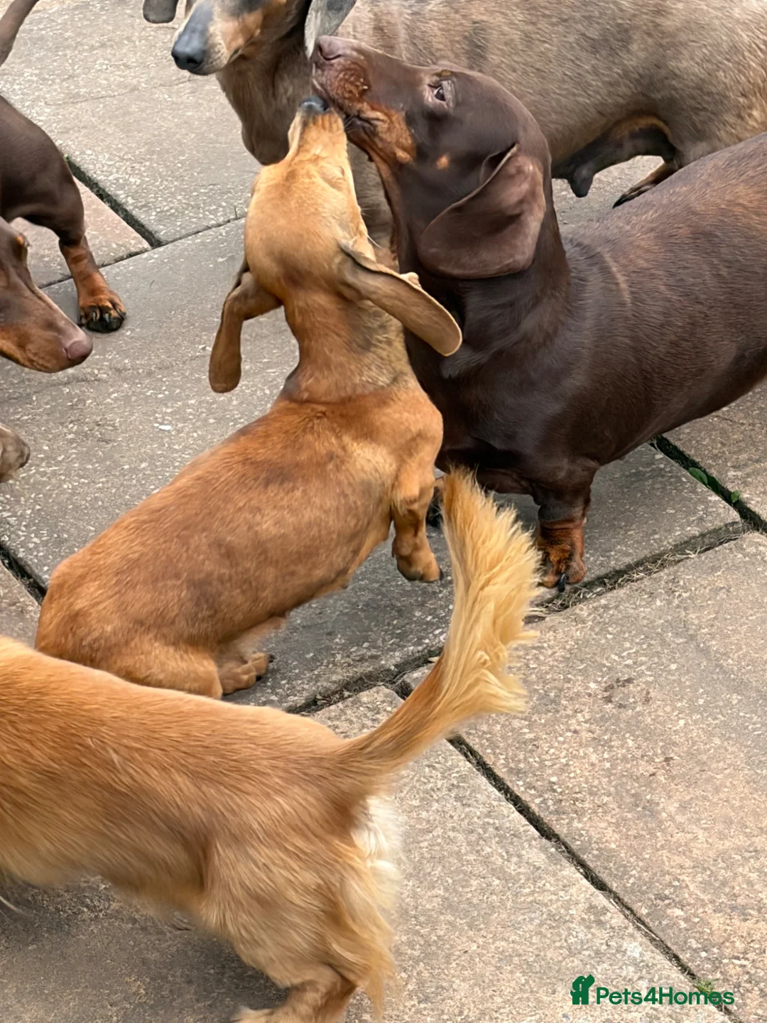 Miniature Dachshund dogs for sale: Miniature dachshund red dapple  - Advert 2