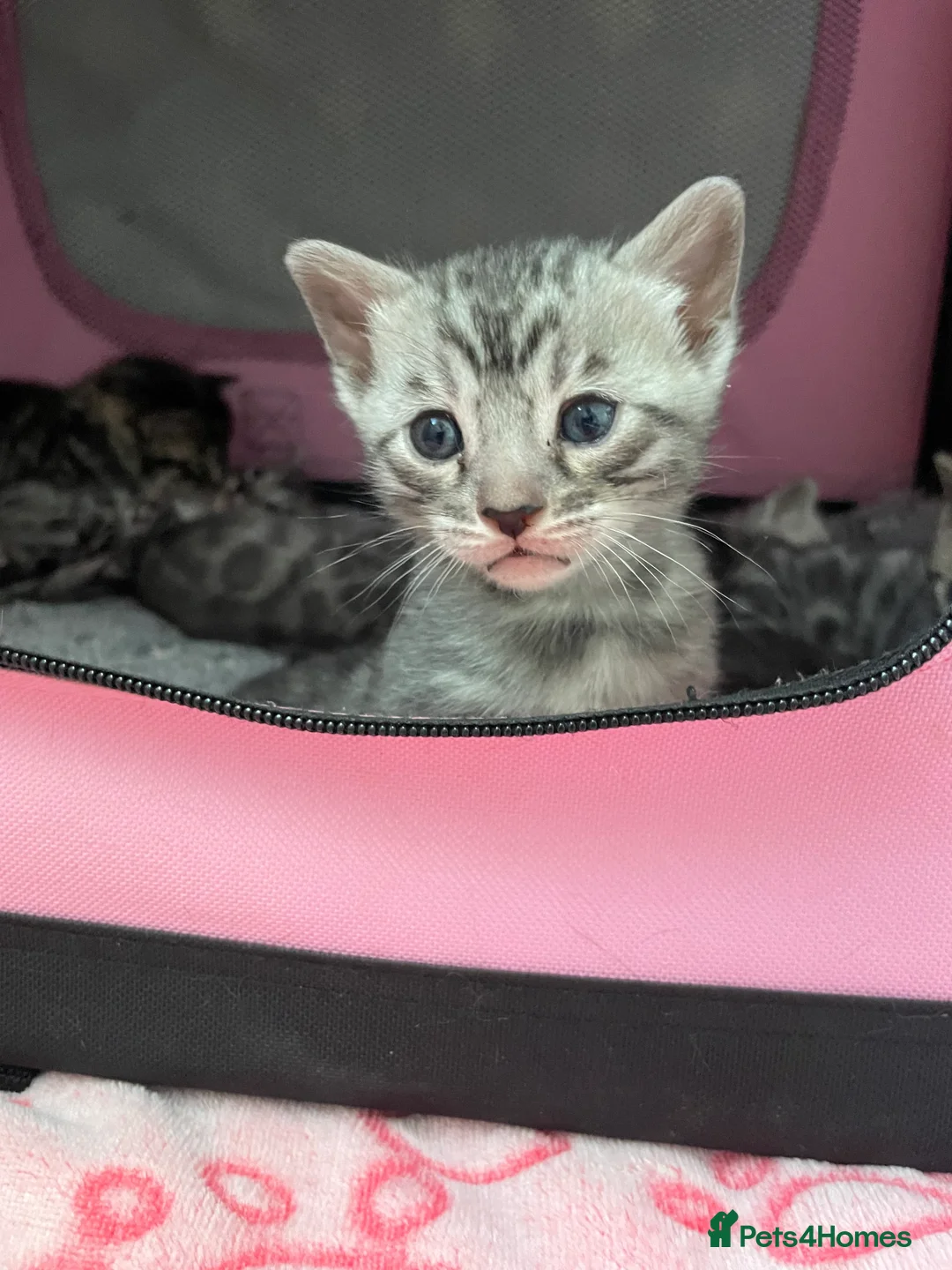 Bengal cats for sale: Incredibly beautiful Bengals kittens TICA  - Advert 25