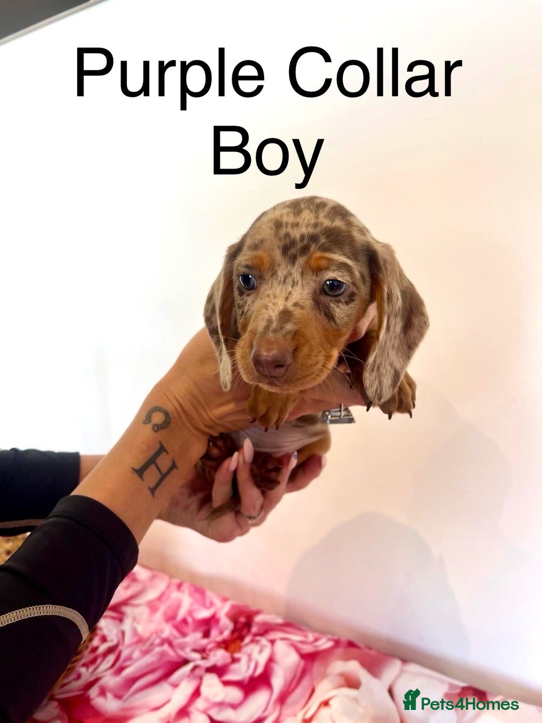 Miniature Dachshund dogs for sale: Lovely Happy Chocolate & Tan Dapple Babies  - Image 15