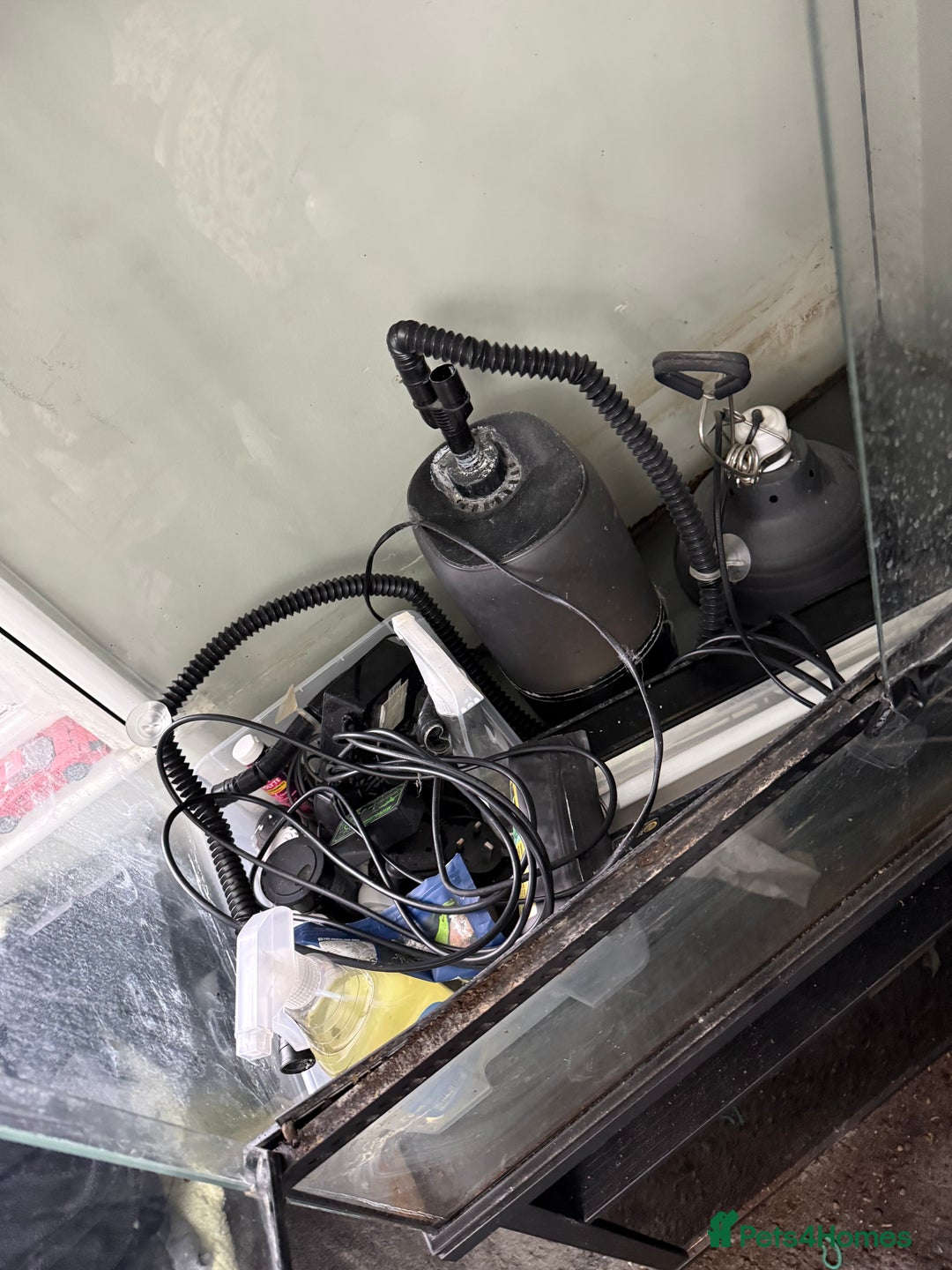 Chameleon reptiles for sale: LUXARY VIV FOR SALE - Advert 6