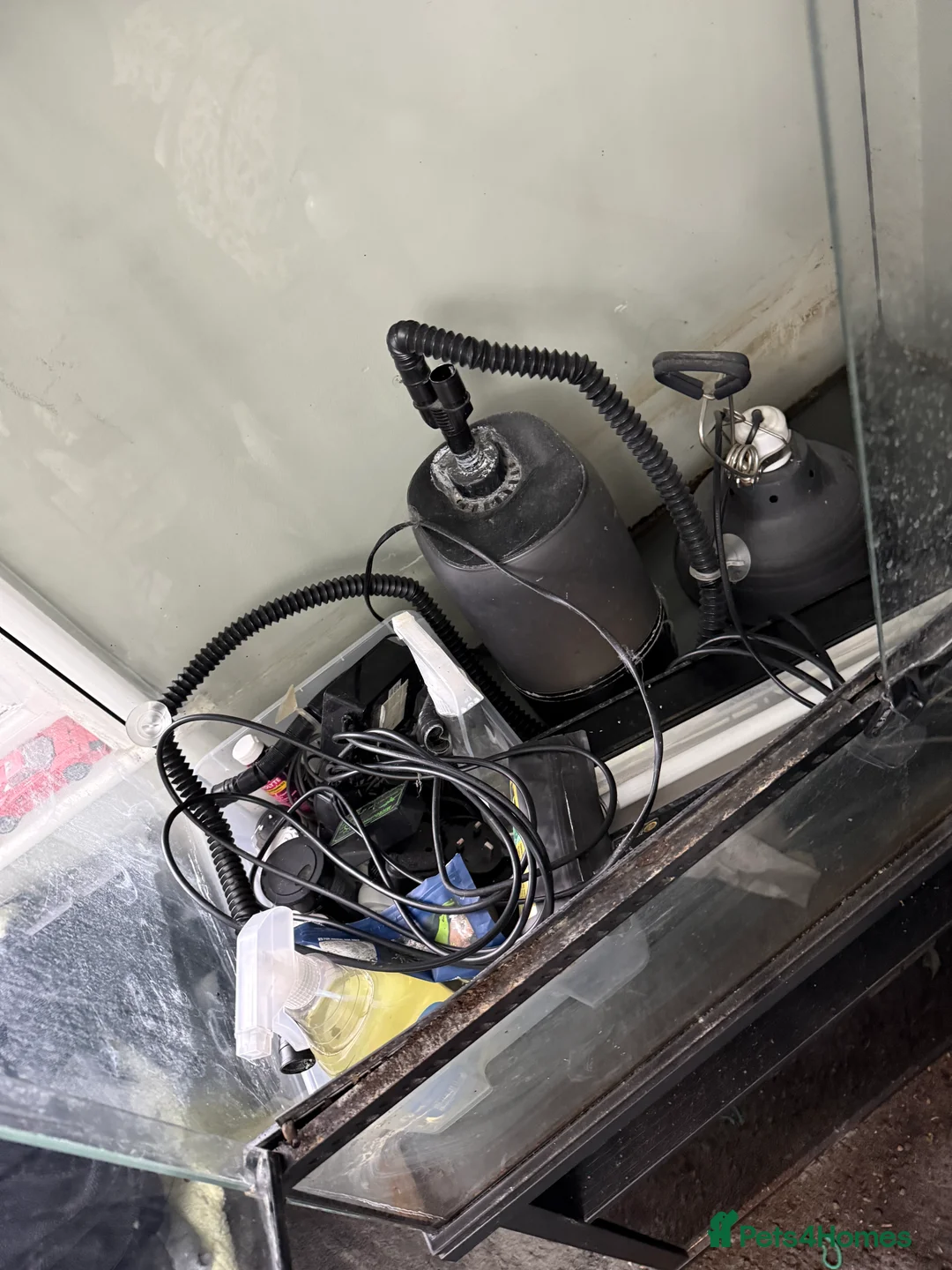 Chameleon reptiles for sale: LUXARY VIV FOR SALE - Advert 6