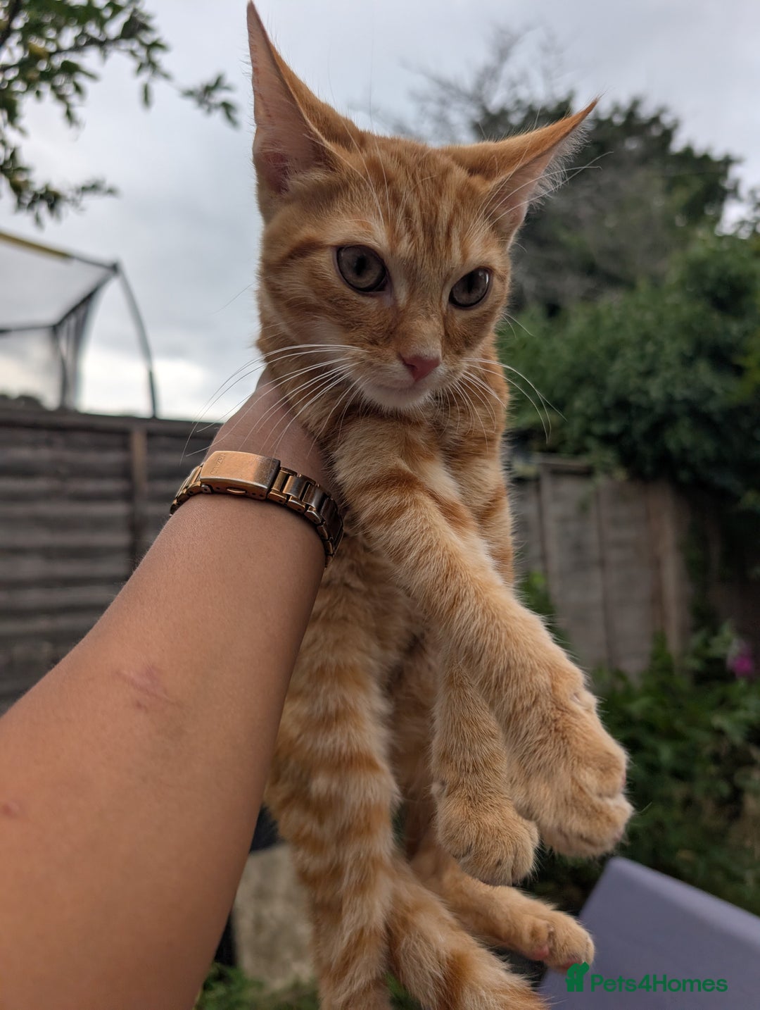 British Shorthair cats for sale: Adventurous Ginger Tom  looking for a forever home - Image 3