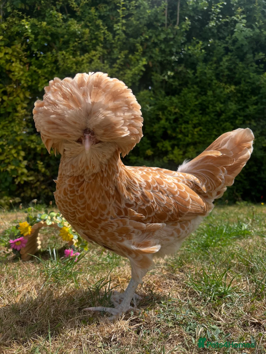 Chickens poultry for sale: Pure Breed Chickens  - Advert 2