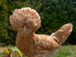 Chickens poultry Pure Breed Chickens - Advert 8