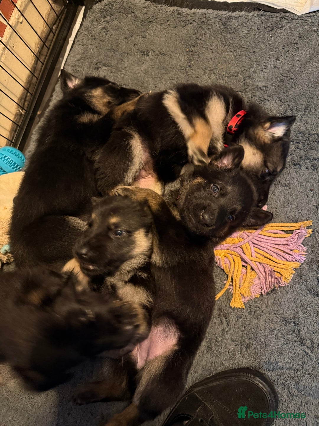 German Shepherd dogs for sale: German Shepard puppies  - Advert 13