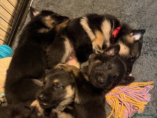German Shepherd dogs German Shepard puppies - Advert 5