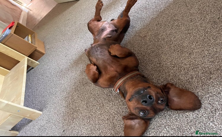 Miniature Dachshund dogs - Advert 7