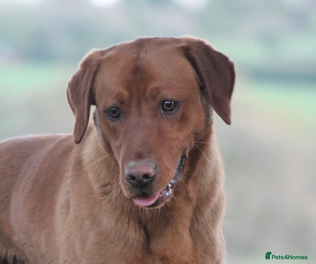 Labrador Retriever dogs for stud: Extensively Health Tested Fox Red Labrador Stud in Totnes - Advert 4