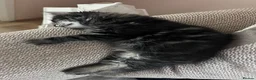 Mixed Breed cats for sale: Kittens - mixed British longhair cross - Advert 15