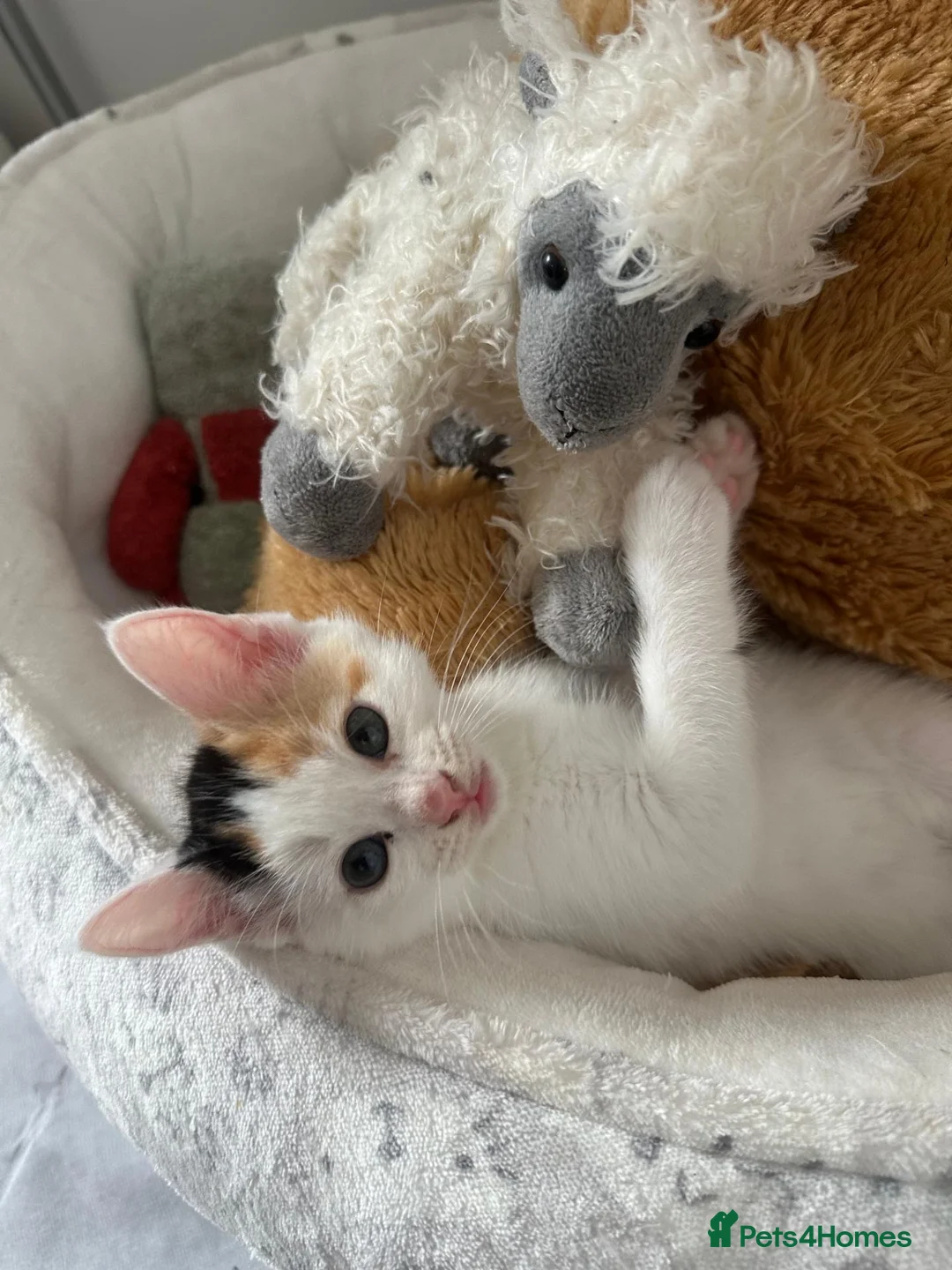 Ragdoll cats for sale: Beautiful Ragdoll Mix Kittens –  Litter Ready Soon in Nottingham - Advert 31