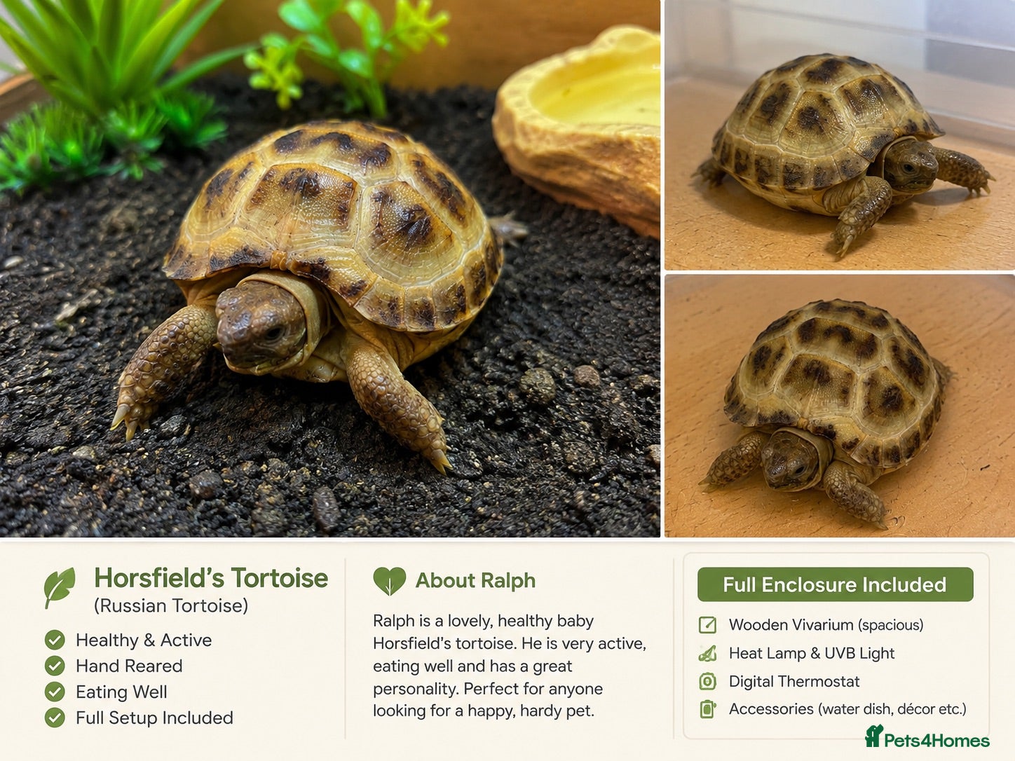 Tortoise reptiles Baby Horsfield Tortoise + Complete Vivarium Setup - Advert 1