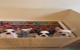 French Bulldog dogs for sale: French bulldogs  - Image 1