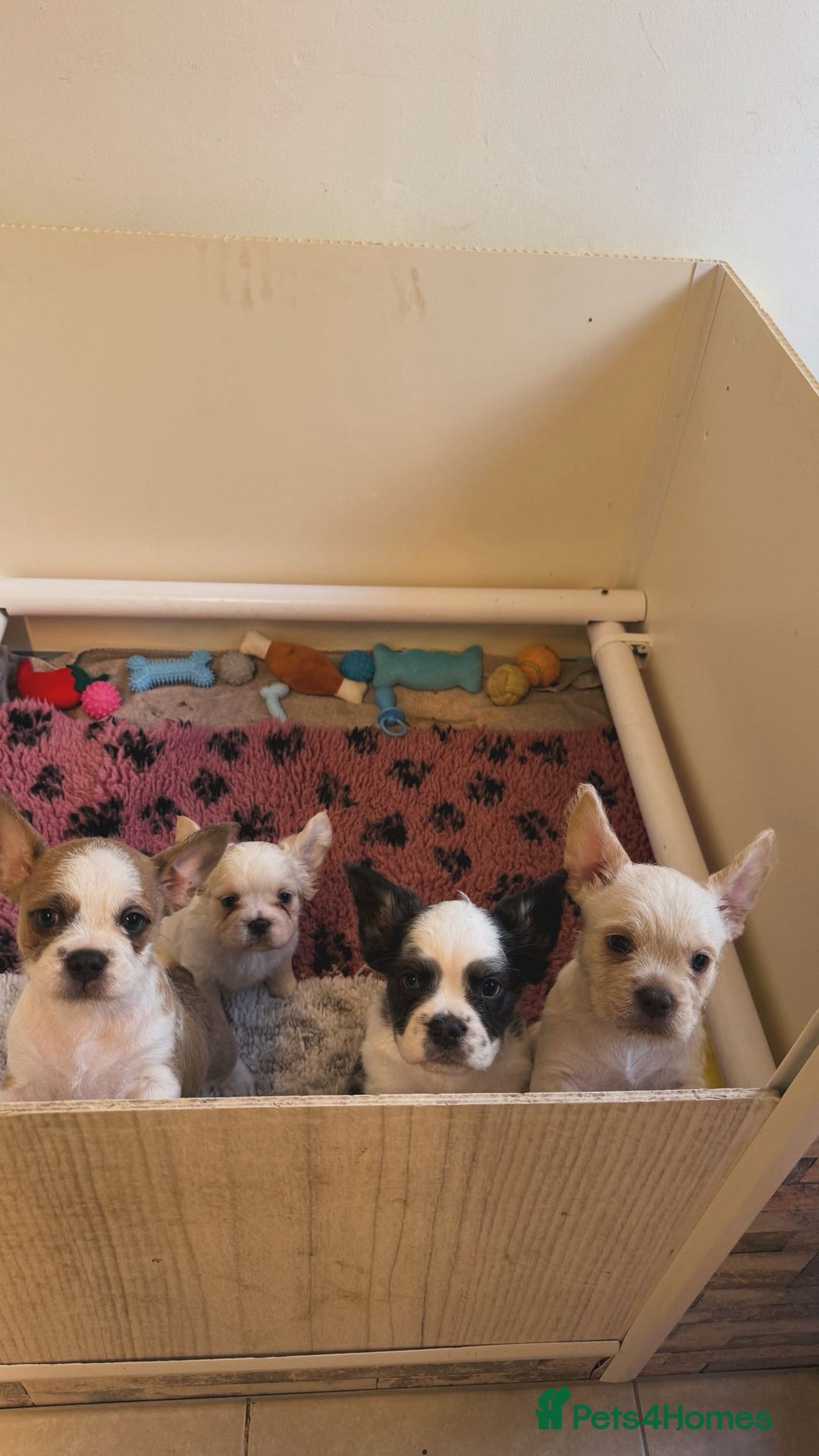 French Bulldog dogs for sale: French bulldogs  - Image 1