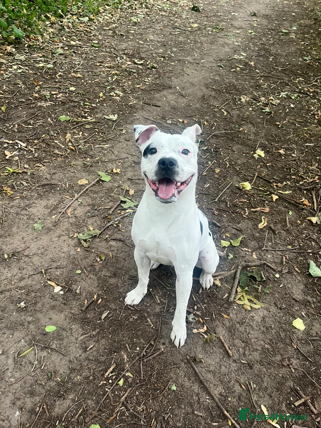 Mixed Breed dogs for sale: Male staffy x in Chesterfield - Advert 3